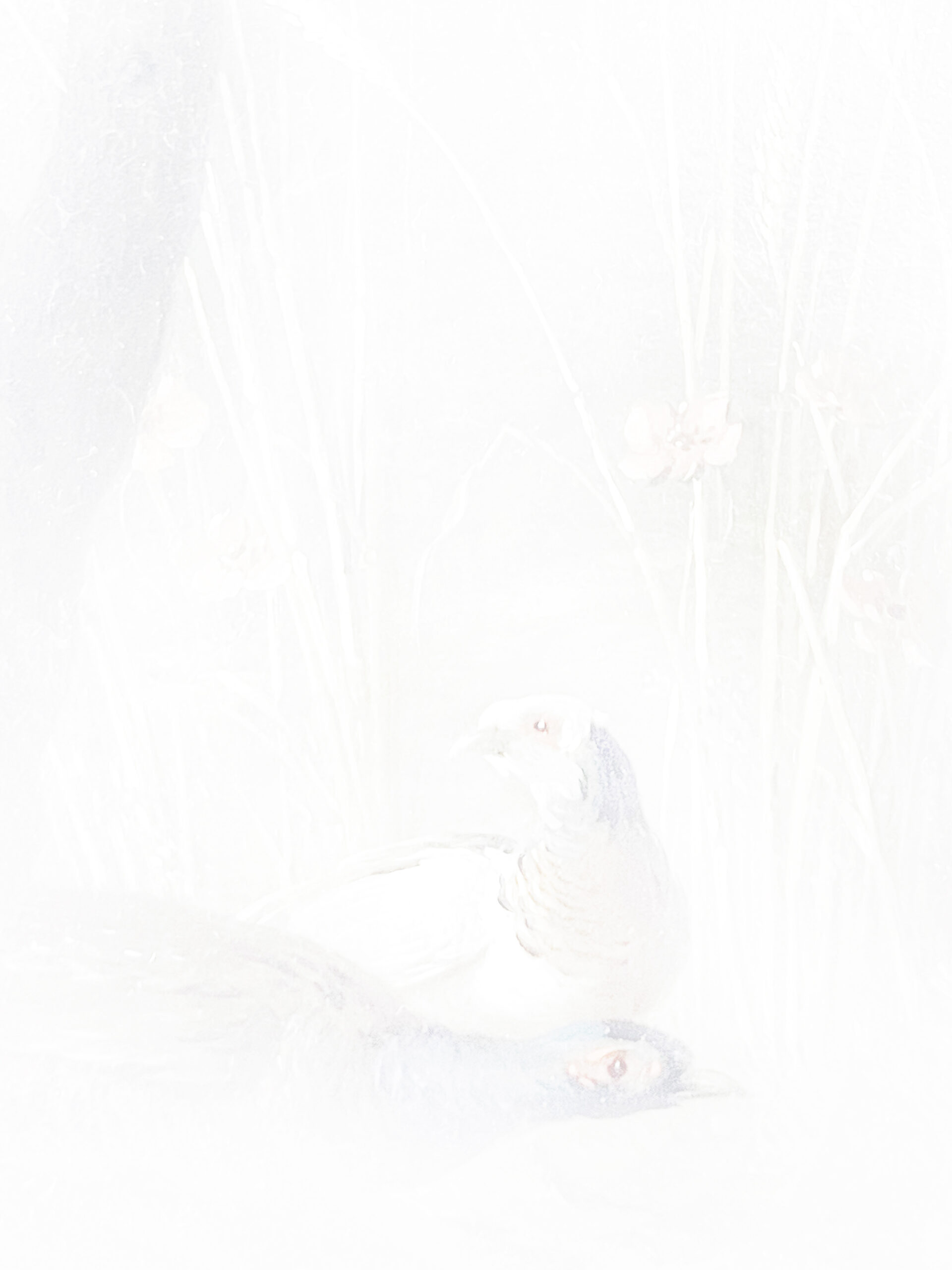 like two woodcocks - comme deux bécasses / 5315 pixels - 7087 pixels